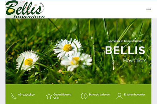 Bellis hoveniers
